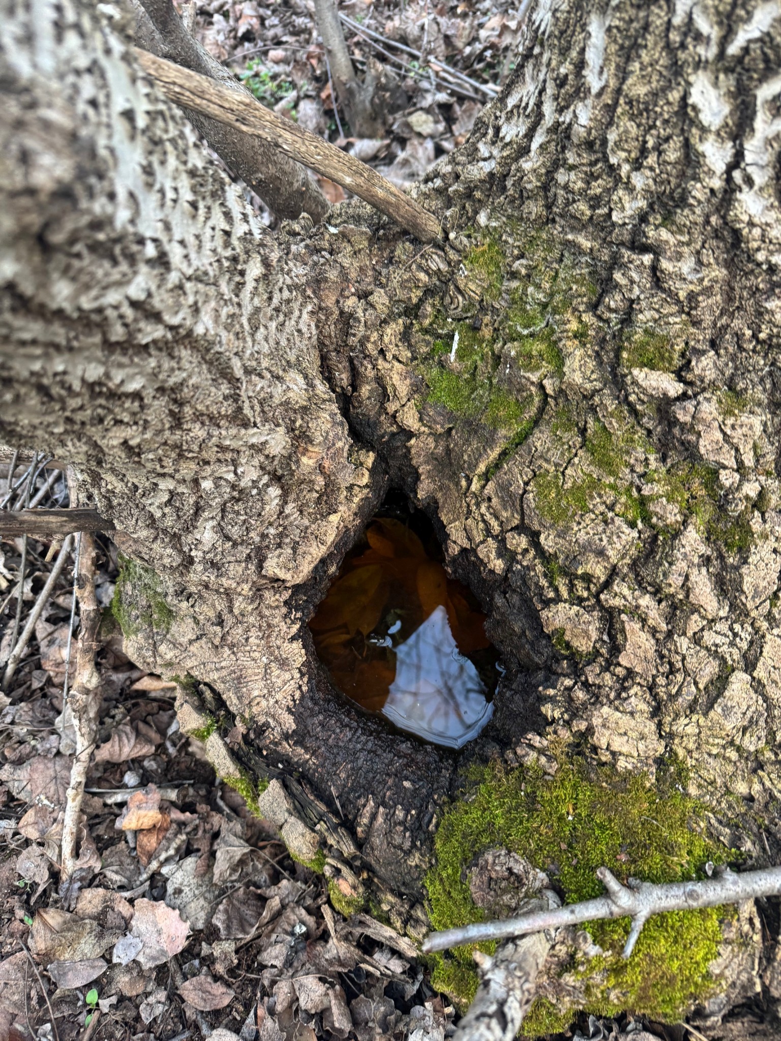 Bükki Nemzeti Park vadkamerájának felvétele