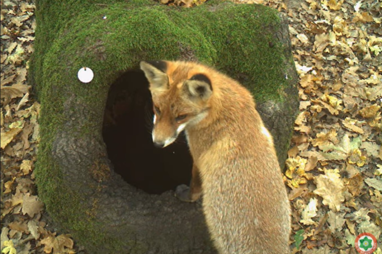 Bükki Nemzeti Park vadkamerájának felvétele